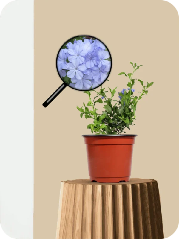 Plumbago Blue Plant - Image 3