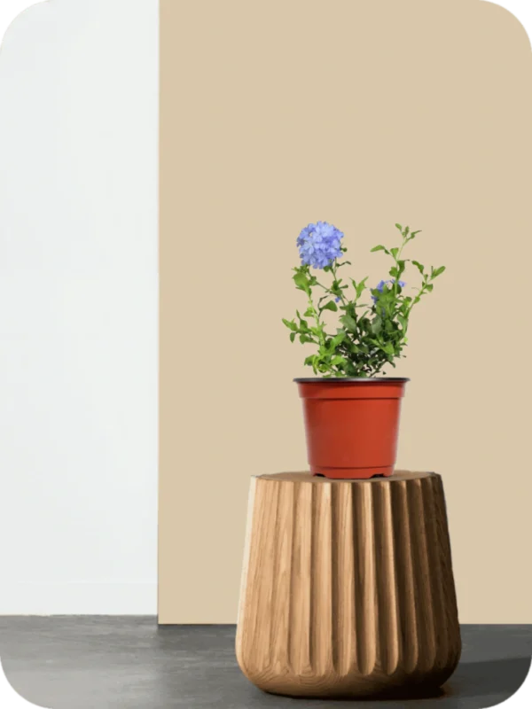 Plumbago Blue Plant - Image 2