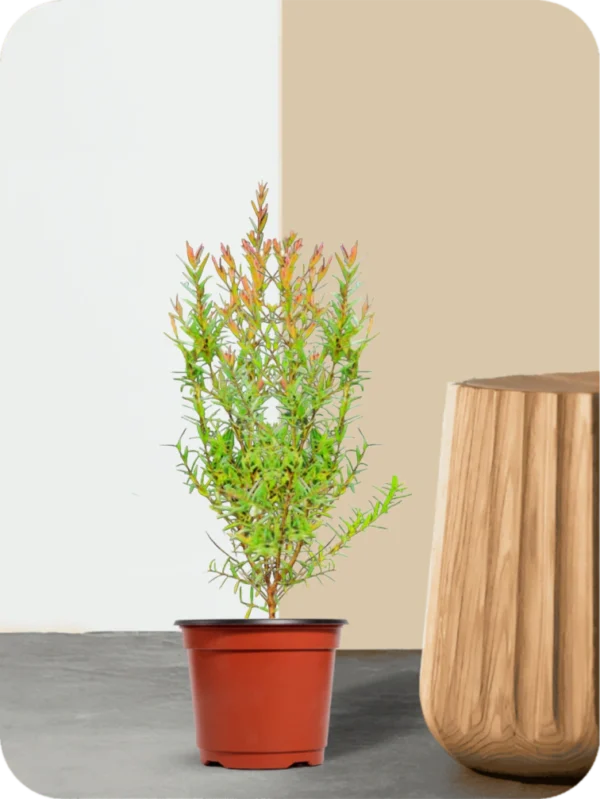 Mosquito Plant