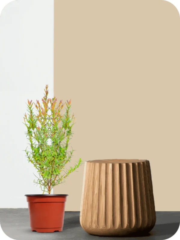 Mosquito Plant - Image 2