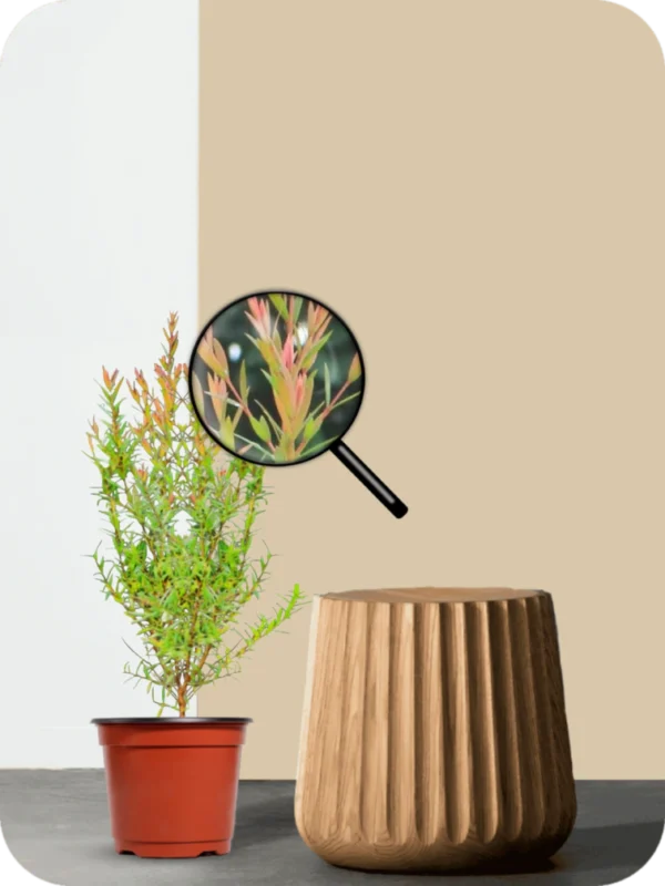 Mosquito Plant - Image 3