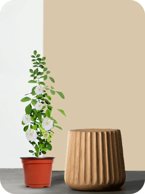 Aparajita White Plant - Image 2