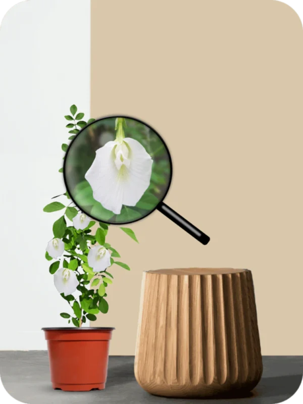 Aparajita White Plant - Image 3