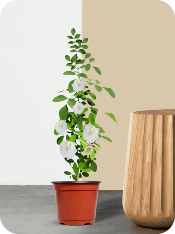 Aparajita White Plant