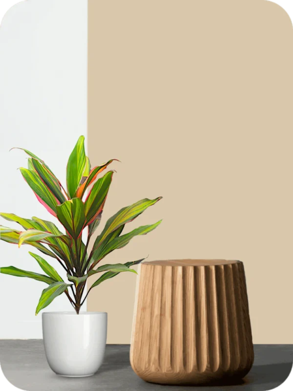 Cordyline Fruticosa Plant - Image 2
