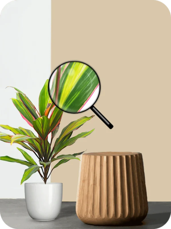 Cordyline Fruticosa Plant - Image 3