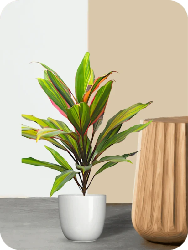 Cordyline Fruticosa Plant