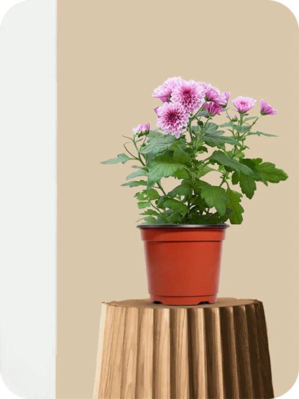 Sevanti Purple Plant