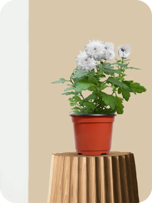 Sevanti White Plant