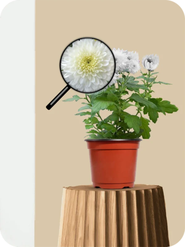 Sevanti White Plant - Image 3