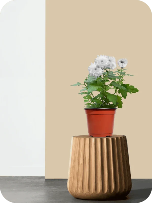 Sevanti White Plant - Image 2