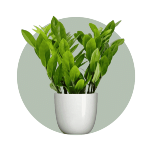 Office Plants