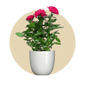 Flowering Plants