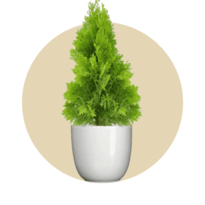 Outdoor Plants