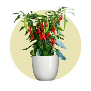 Vegetable Plants