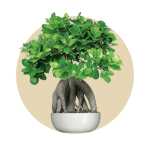 Bonsai