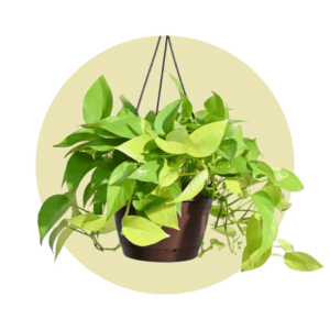 Hanging Plants