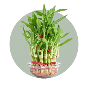 Vastu Plants
