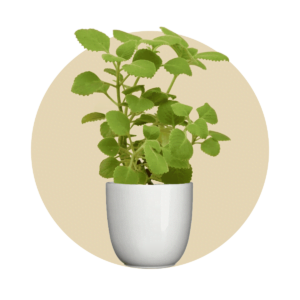 Ayurvedic Plants