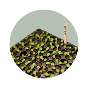 Seeds