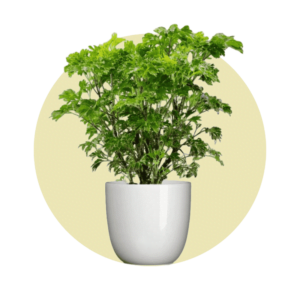 Indoor Plants