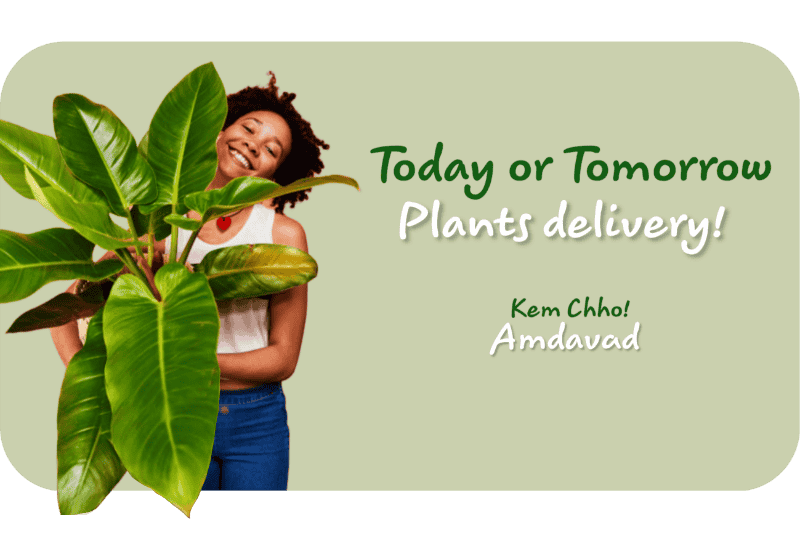 Today or Tomorrow plants delivery!