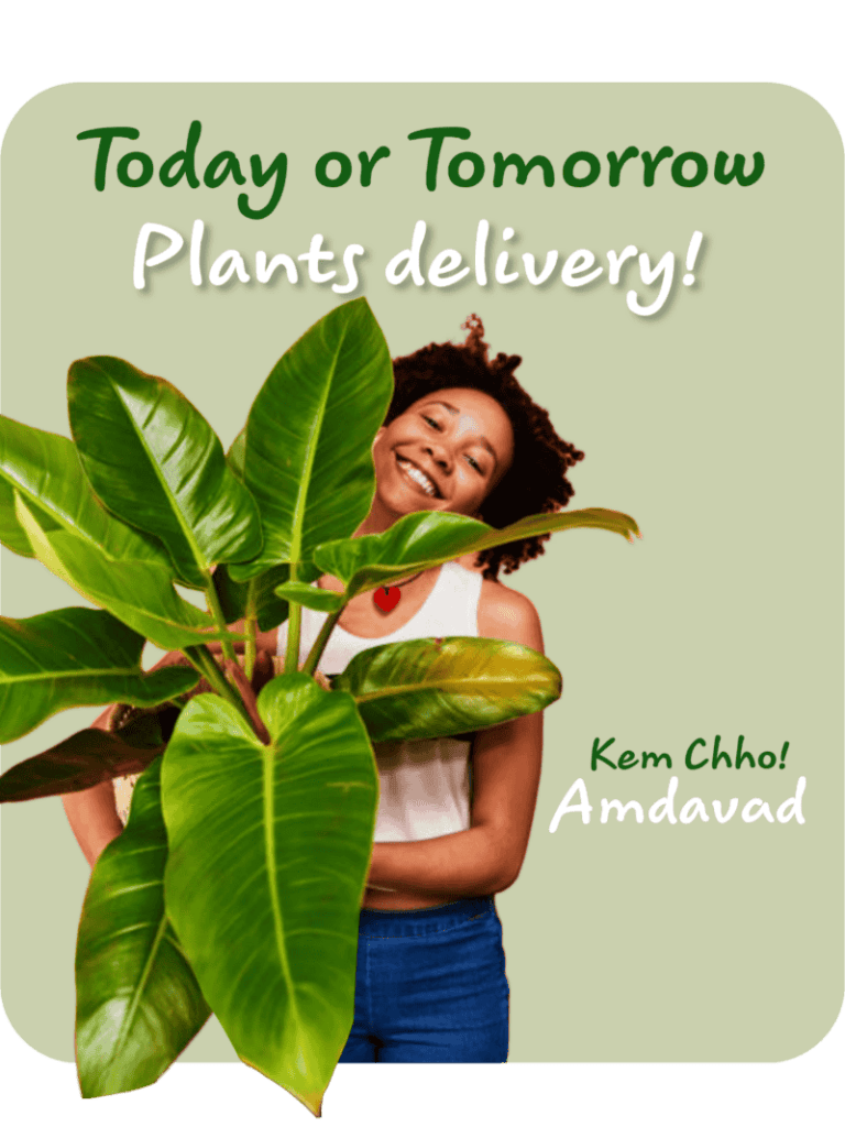 Today or Tomorrow plants delivery!