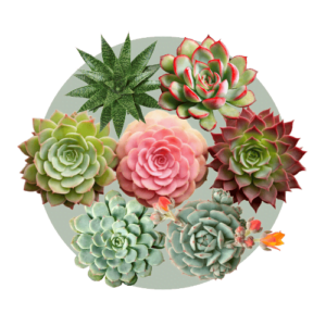 Succulents