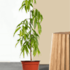 Ashoka - Asopalav Tree Plant