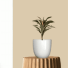 Baby Cordyline Plant