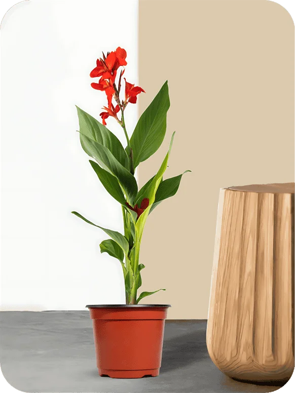 Canna Red Plant | 1 152