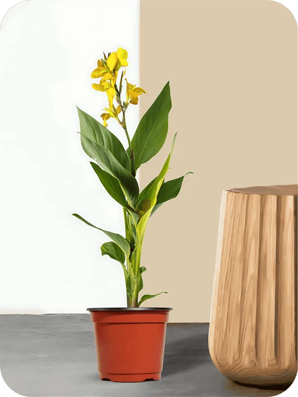 Canna Yellow Plant | 1 153