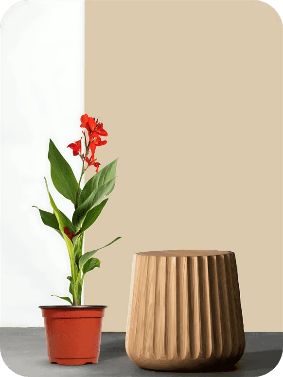 Canna Red Plant | 1 154