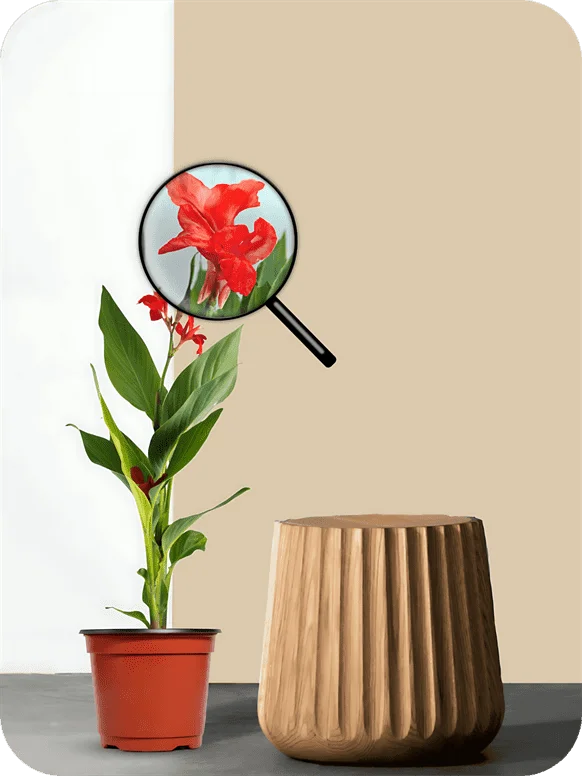 Canna Red Plant | 1 155