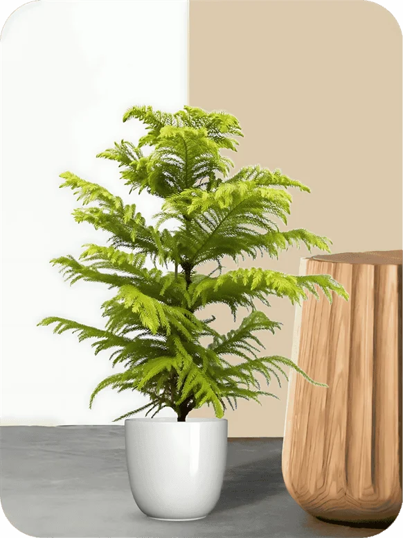 Christmas Tree Plant | 1 161