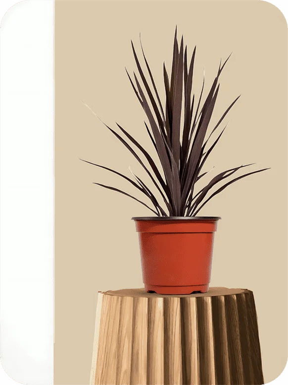 Cordyline Burgundy Plant | 1 167