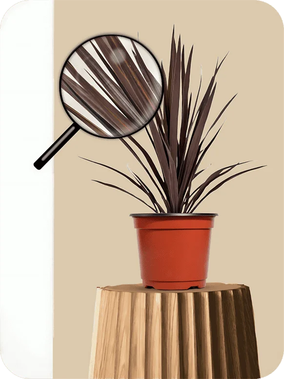 Cordyline Burgundy Plant | 1 168