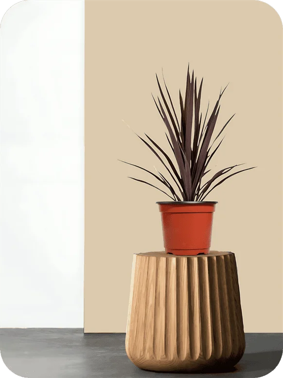 Cordyline Burgundy Plant | 1 169