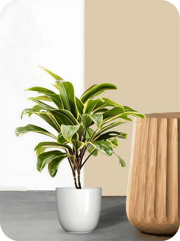 Cordyline Fruticosa Kiwi Plant | 1 170