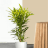 Croton Gold Dust Thin Leaves Plant