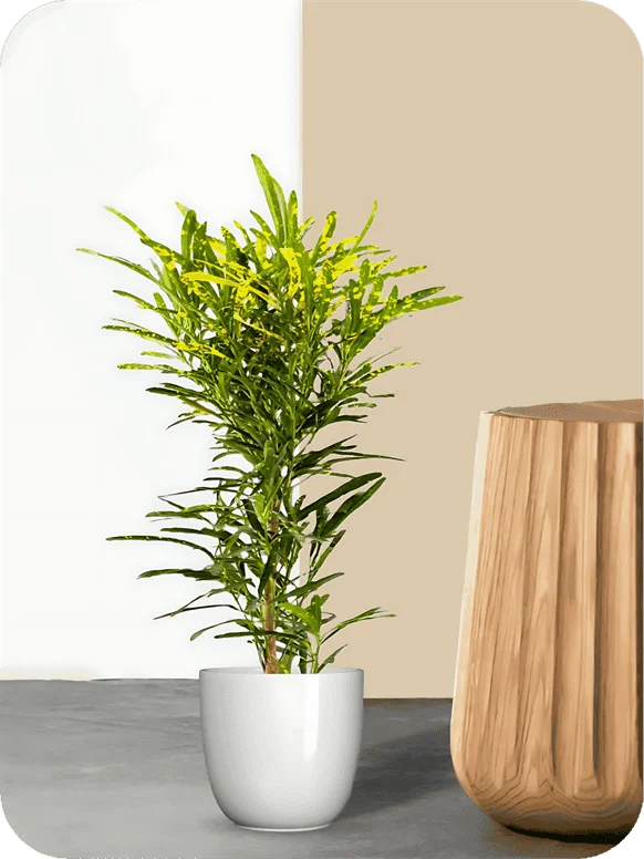 Croton Gold Dust Thin Leaves Plant | 1 190