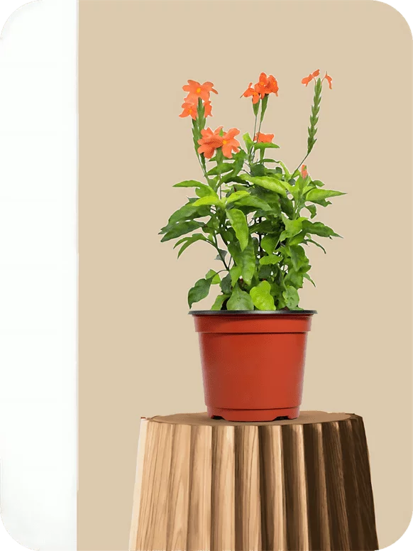 Aboli Flower Plant | 1 20