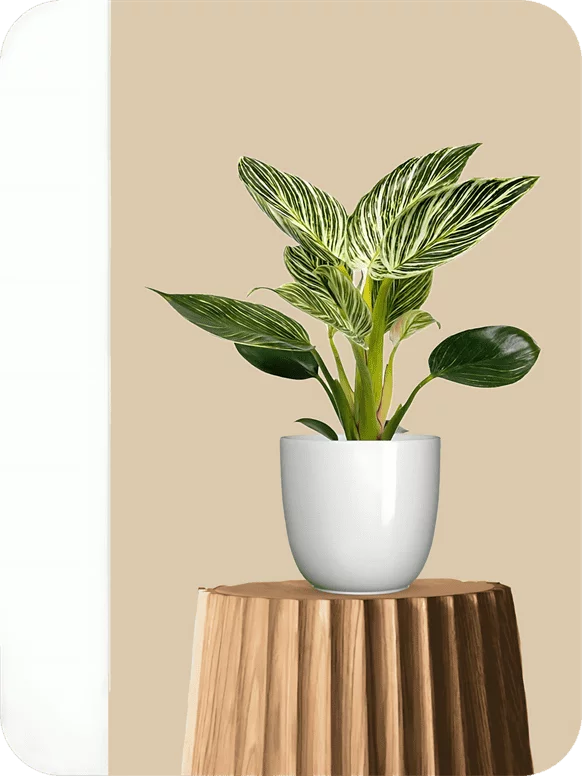 Birkin Philodendron Plant | 1 206