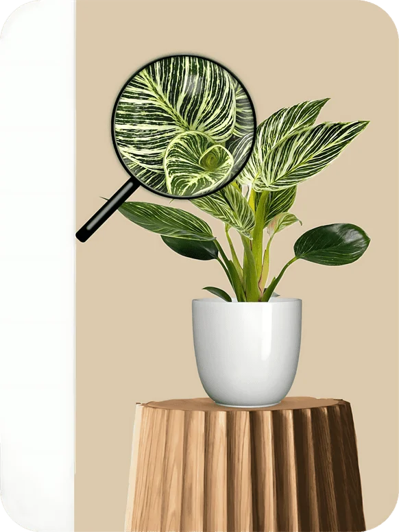 Birkin Philodendron Plant | 1 207