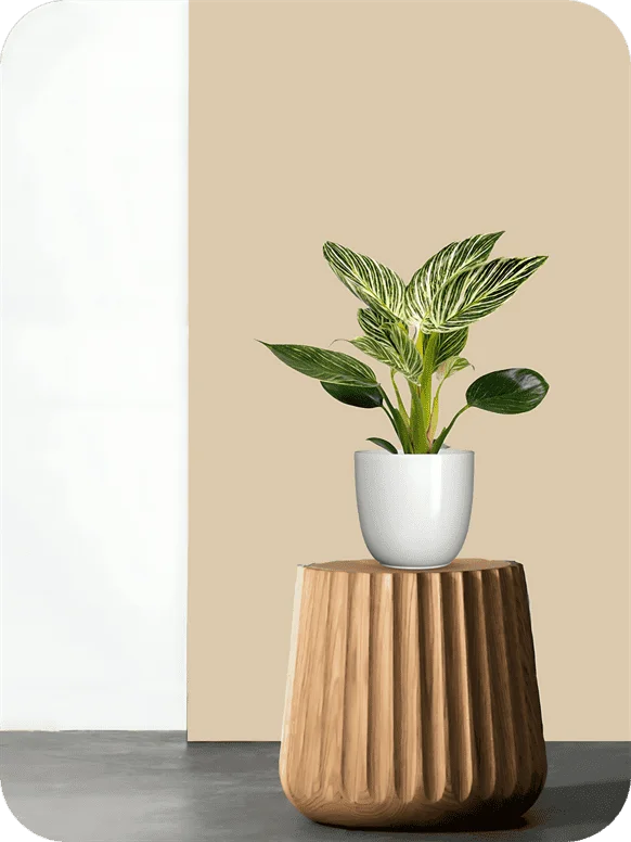 Birkin Philodendron Plant | 1 208