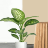 Dieffenbachia Seguine Plant