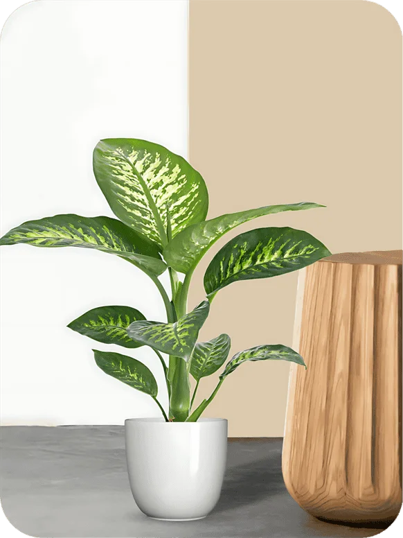 Dieffenbachia Seguine Plant | 1 218