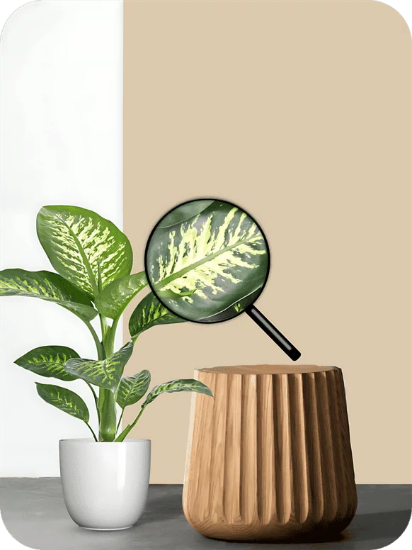 Dieffenbachia Seguine Plant | 1 220