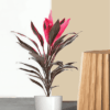 Dracaena Mahatma Plant