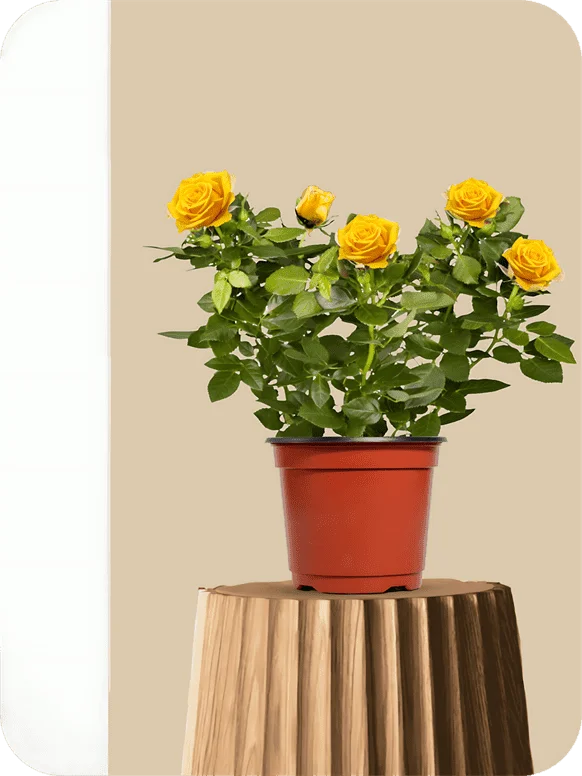English Rose Yellow Plant | 1 254